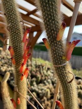 Cleistocactus brookeae